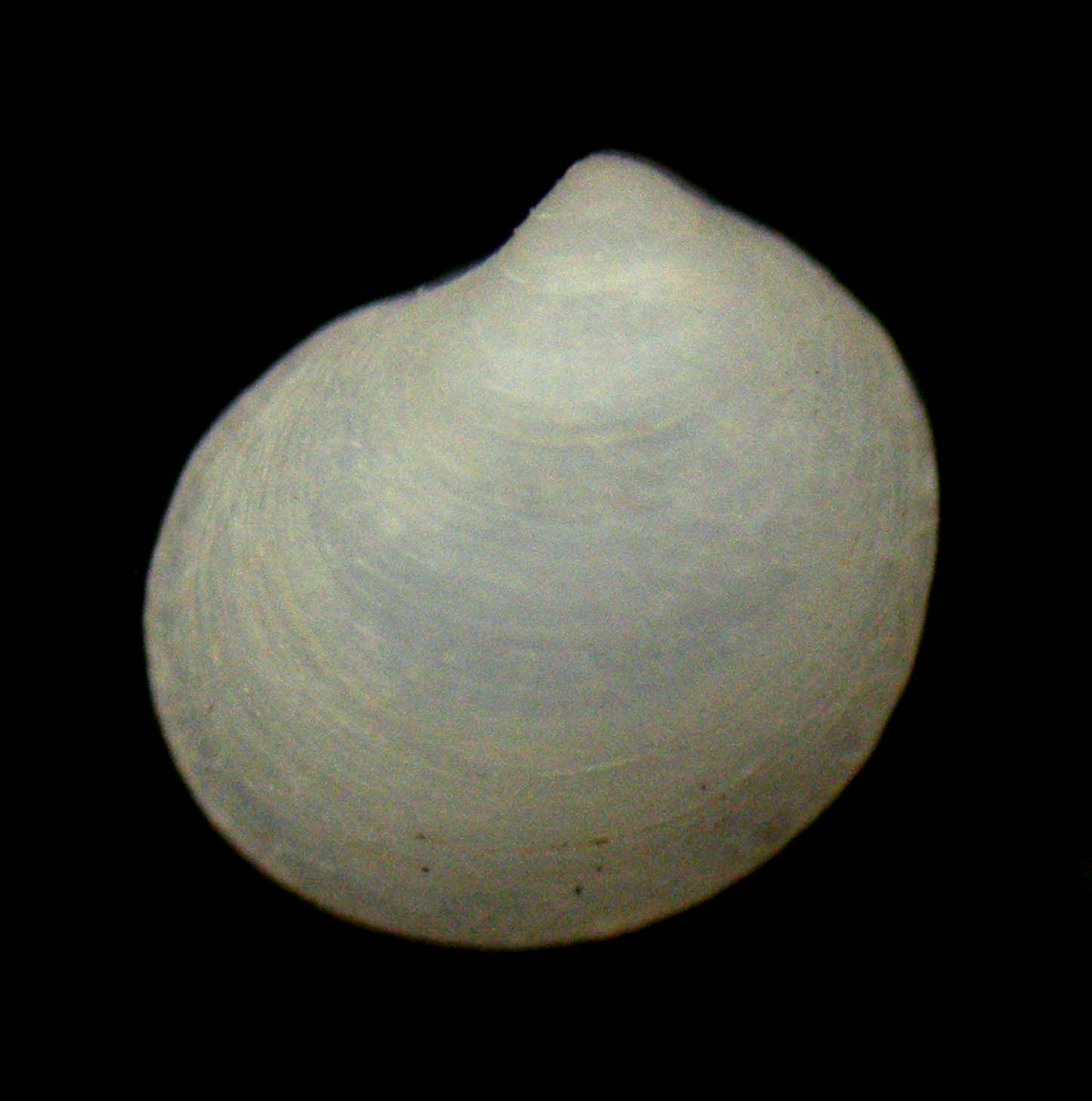 bivalve 3
